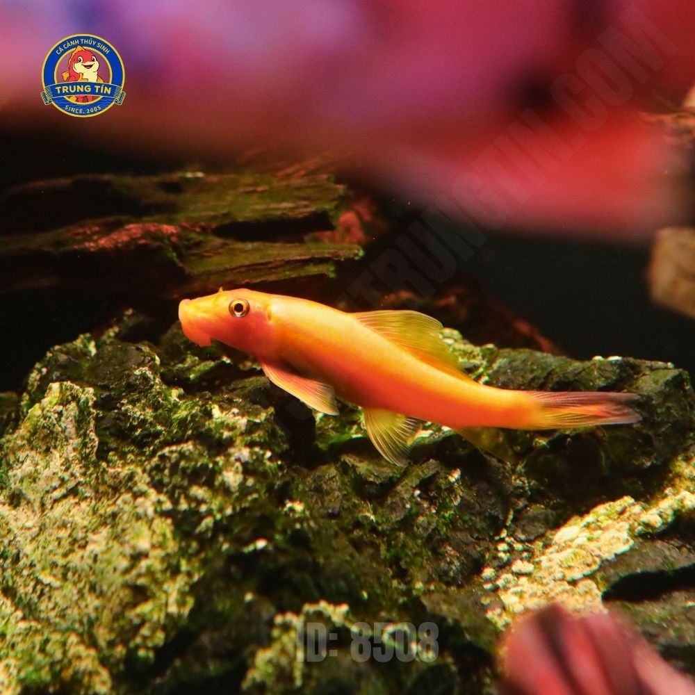 Cá nô lệ vàng - Hình 1