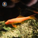 Cá nô lệ vàng - Hình 4