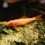 Cá nô lệ vàng - Hình 3