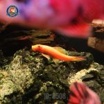 Cá nô lệ vàng - Hình 2