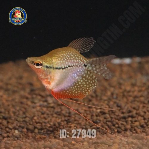 cá sặc mã giáp hoàng kim