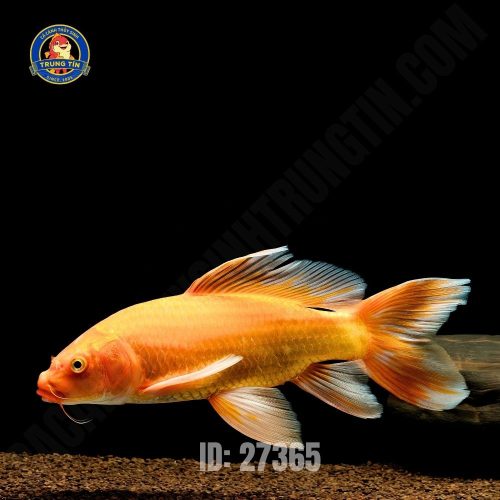 Chép phi tần đỏ vây trắng size 20-25cm