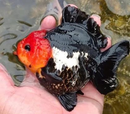 Oranda short tail nhỏ - Con
