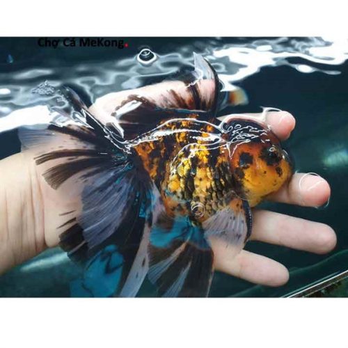 Oranda đuôi lụa size 3.5n - 4n - Con