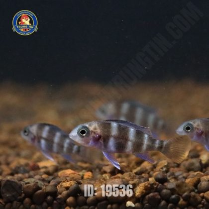 Ali đầu bò 3.5cm - Con