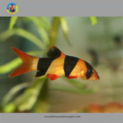 Chuột mỹ 3-5cm