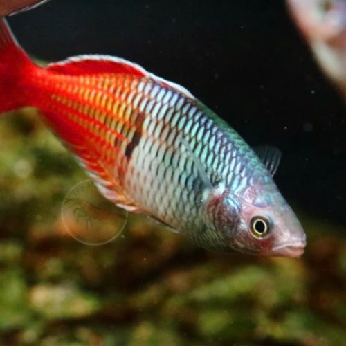 Thạch mỹ nhân size 4-5cm
