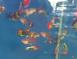 Bảy màu Rồng Đỏ - Cặp