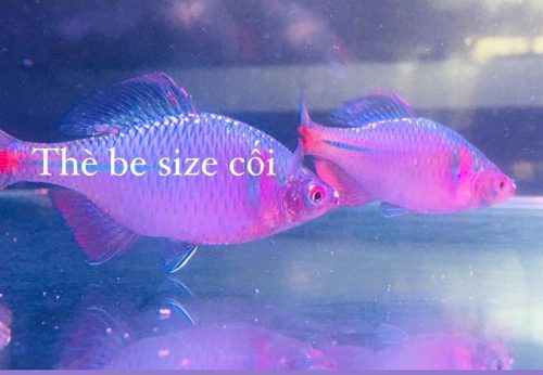 THÈ BE NGŨ SẮC lớn size 6-8cm - Con