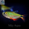 Cá Buenos aires tetra nhỏ - con