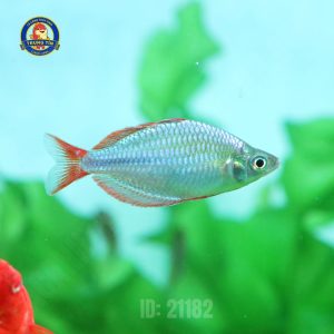 Cá cầu vồng xanh việt