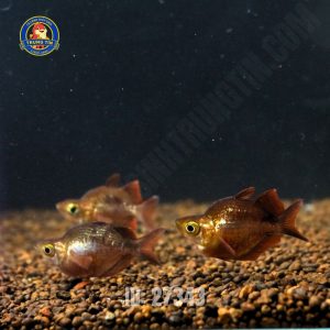 Cầu vồng táo đỏ short