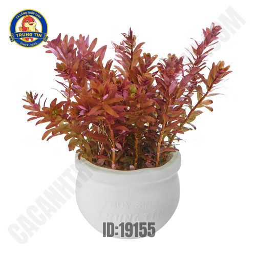 Vẩy ốc siêu đỏ (Dưa đỏ) - Hình 1