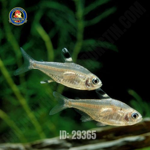 Cá Veilfin Tetra