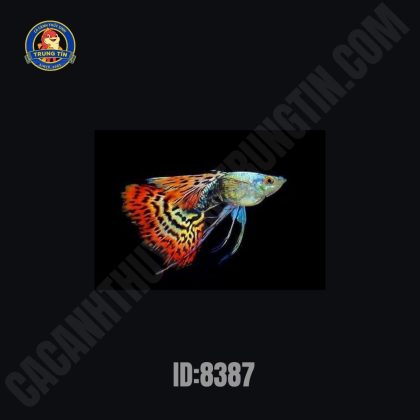 Cá Bảy màu Rồng Đỏ - Cặp
