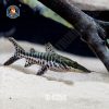 Cá Hồng Vĩ Tiger Size S (Trê cọp)