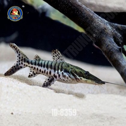 Cá Hồng Vĩ Tiger Size S (Trê cọp)