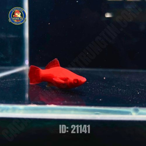 Hồng kim mắt đỏ cối