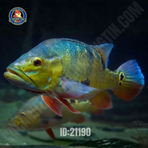 Hoàng Bảo Yến nhỏ
