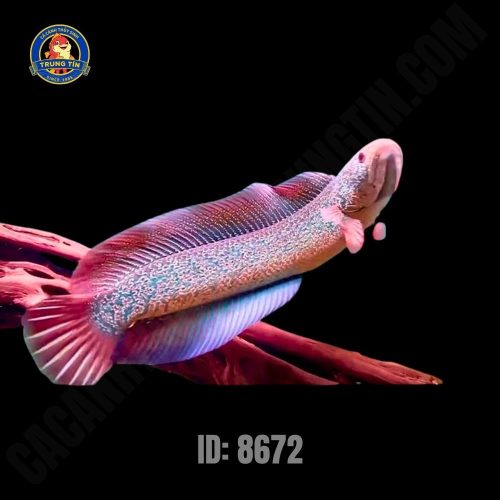 Lóc Trân Châu Lớn
