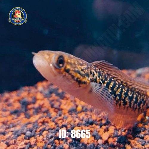 Lóc Trân Châu Size S