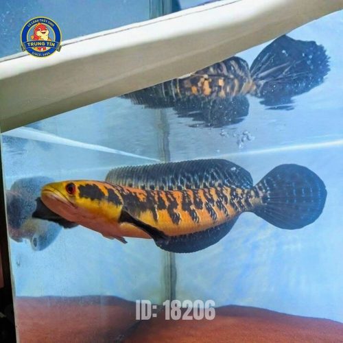 Lóc Yellow Sentarum lớn