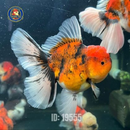 Oranda Tricolor trung