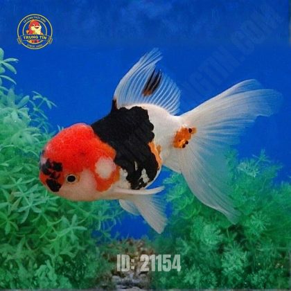 Cá Oranda Tricolor nhỏ