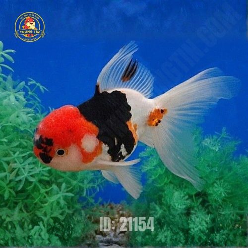 Cá Oranda Tricolor nhỏ