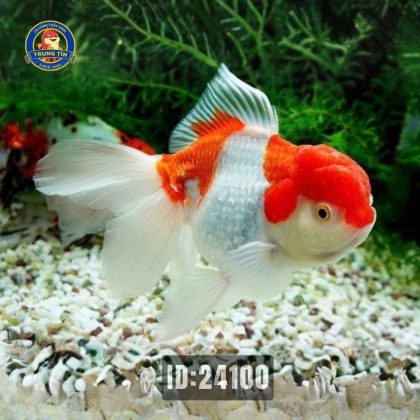 Oranda lớn
