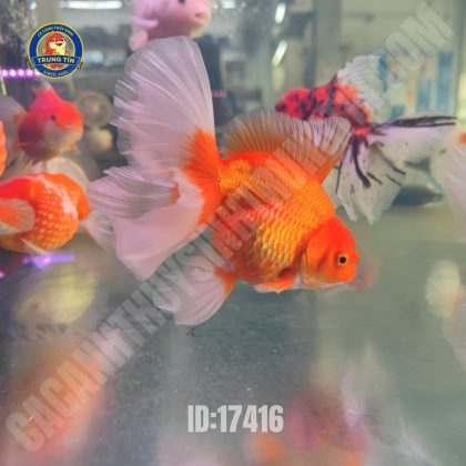 Cá Oranda Đuôi Lụa (Hàng nhập)
