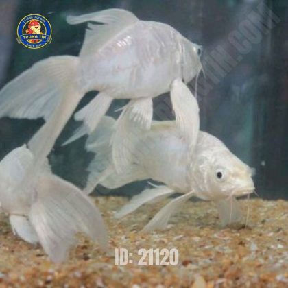 Sư tử trắng trung