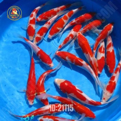Cá chép koi (koi carp)