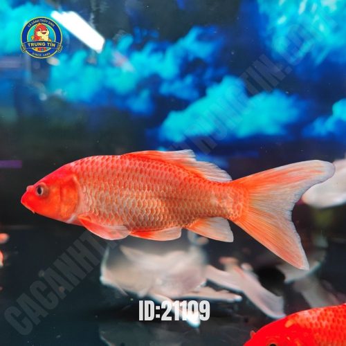 CHÉP PHI TẦN ĐỎ NHỎ 13-15cm