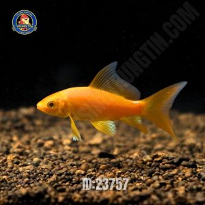 CHÉP PHI TẦN MINI