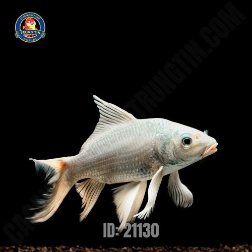 Chép Phi Tần trắng 15-18cm
