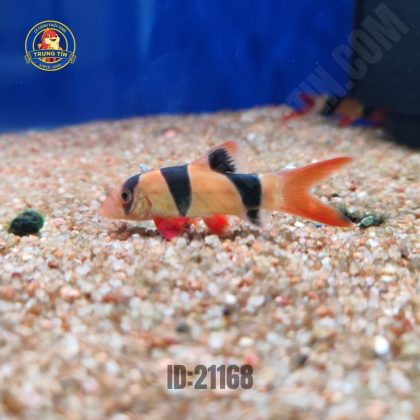 Chuột Mỹ 11-13cm