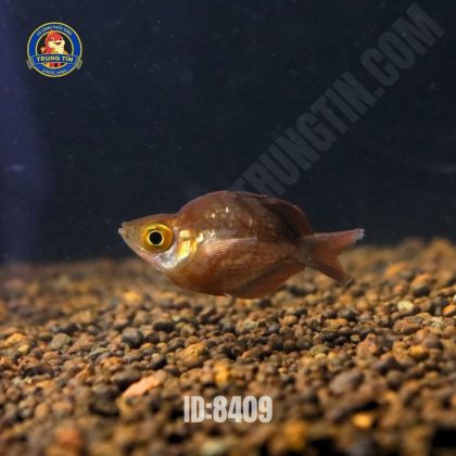 CẦU VỒNG ĐỎ SHORT