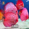 DĨA LỚN 500.000