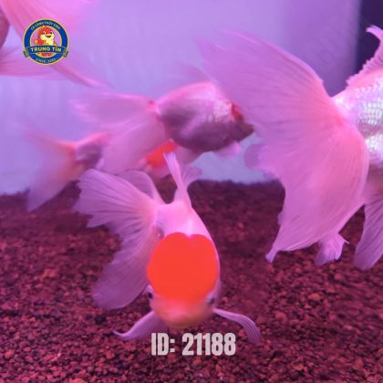 Hạc đỉnh hồng trung - Con