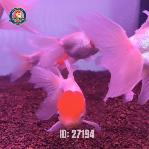 Cá Hạc Đỉnh Hồng trung nhập
