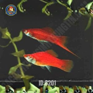 Cá hồng kim (cá đuôi kiếm)