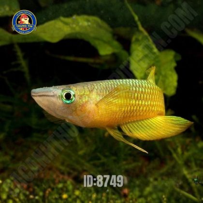 Cá Kili Đầu Bạc