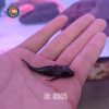 LAU KIẾNG BEO
