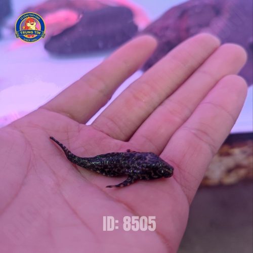 LAU KIẾNG BEO