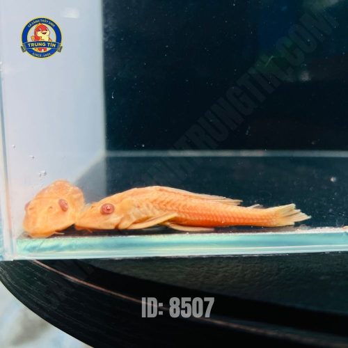 LAU KIẾNG VÀNG NHỎ 15.000