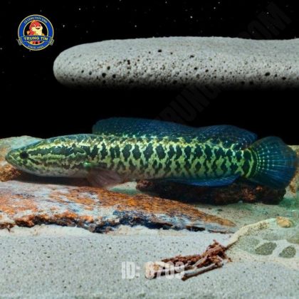 Lóc Da Beo (Hoả Tiễn)