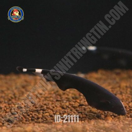 CÁ LÔNG GÀ NHỎ 6 -8cm