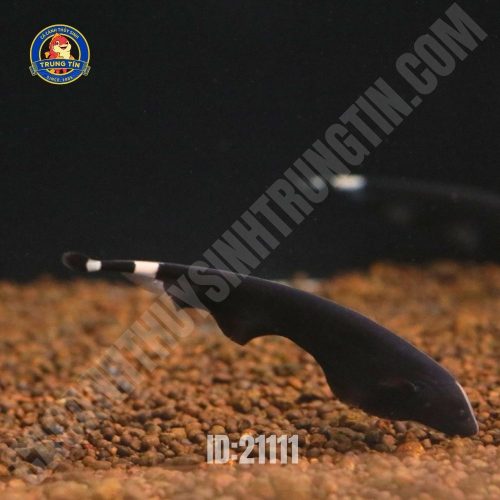 CÁ LÔNG GÀ NHỎ 6 -8cm