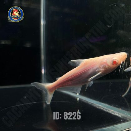 MẬP TRẮNG
